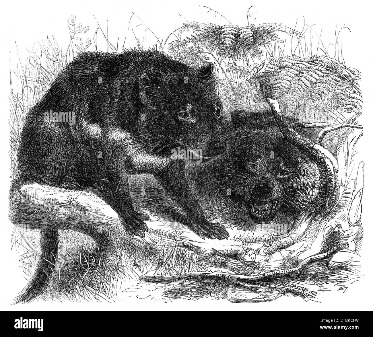 Ursine Dasyure oder Tasmanischer Teufel (Dasyurus ursinus), 1861. "...ein schönes Beispiel, das kürzlich der Sammlung der Zoological Society of London hinzugefügt wurde, wahrscheinlich das einzige Individuum dieser Art, das in Europa lebt. Sie gehört zur Gruppe der fleischfressenden Beuteltiere... und ist bemerkenswert für ihre wilde und unzähmbare Disposition, aus der sie von den Siedlern in Tasmanien den Namen des „Teufels“ oder „einheimischer Teufel“ erworben hat. Seine etwas hässliche Form, und sein schwarzes, unattraktives Aussehen, könnte vielleicht... haben dazu beigetragen, dass diese Bezeichnung ihr verliehen wurde. "'diese Anim Stockfoto