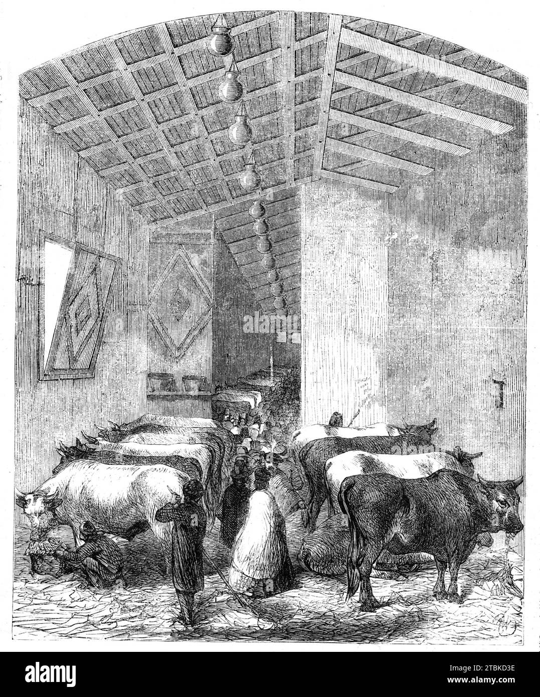 Die Rinderabteilung der Italienischen Ausstellung, Florenz, 1861. "Dieses Gebäude ist jetzt von Ende zu Ende gefüllt mit Stieren, Kühen, Färsen und Ochsen jeder Rasse, die von den Hängen der Alpen bis zum Vorgebirge Siziliens bekannt ist; und die langen, verschwindenden Linien der Perspektive, das sanfte Licht, das durch die Vorkehrungen gegen die Hitze ausgelöst wird... und die Bauern verschiedener Provinzen, die zwischen ihren Tieren auf den Futterhaufen herumliegen, erschaffen Sie zusammen eine Szene, die malerischer ist, als aus den Elementen, aus denen sie besteht, möglich gewesen wäre... aus allen Hunderten von Rindern von ver Stockfoto