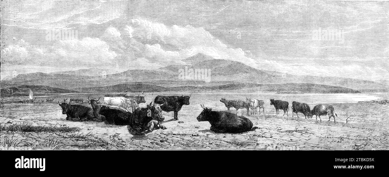 Cattle on the Sands, near Port Madoc, North Wales, von H. B. Willis, in Mr. Flatous Sammlung, 1861. Gravur von einem Gemälde. „Wir haben selten Rinder gesehen, die mit größerer Wahrhaftigkeit gemalt wurden... die Tiere werden au naturel serviert, so wie sie nach einem langen marsch erscheinen würden“. Aus Illustrated London News, 1861. Stockfoto