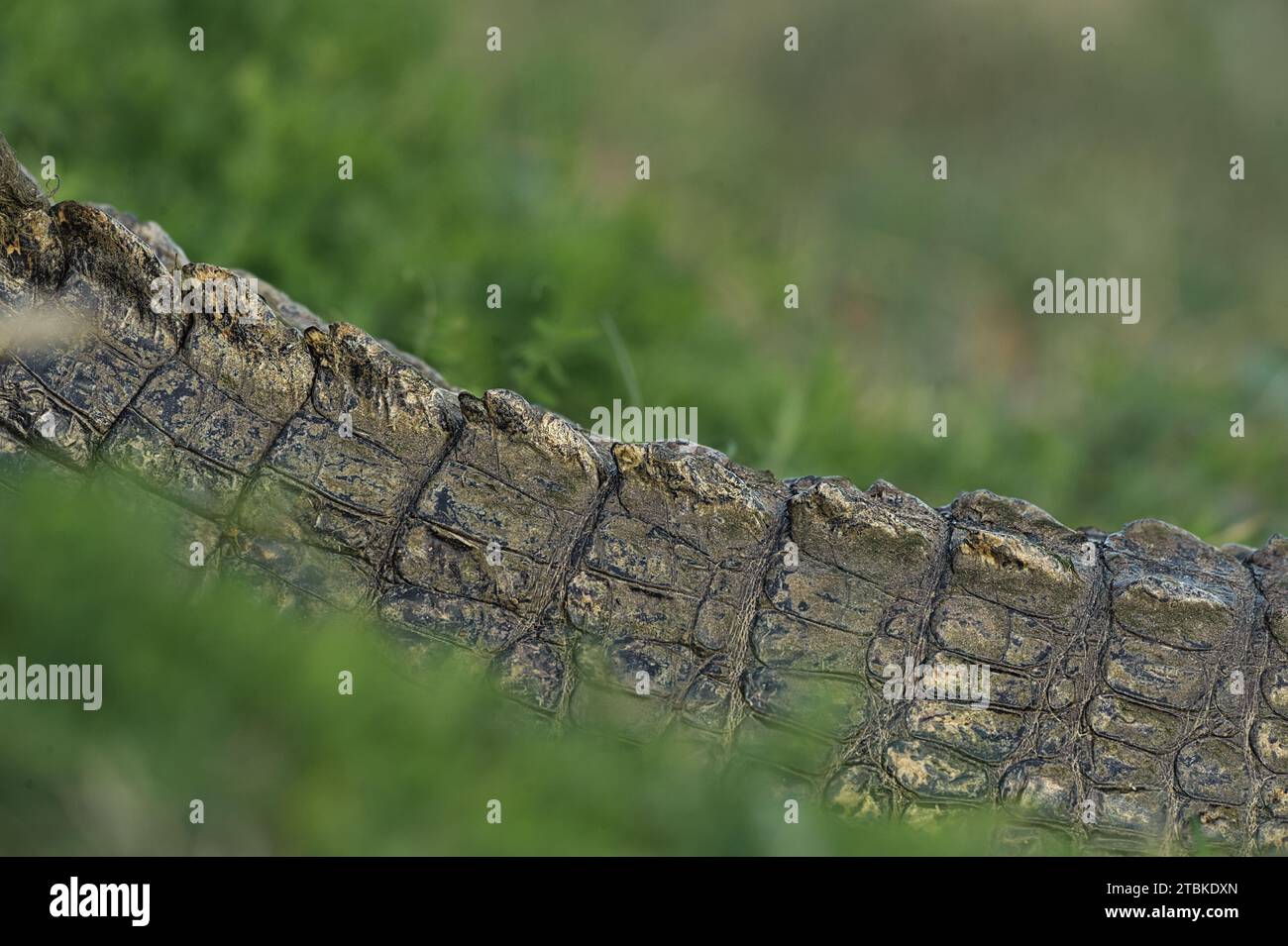 Krokodilschwanz auf dem Rasen Stockfoto