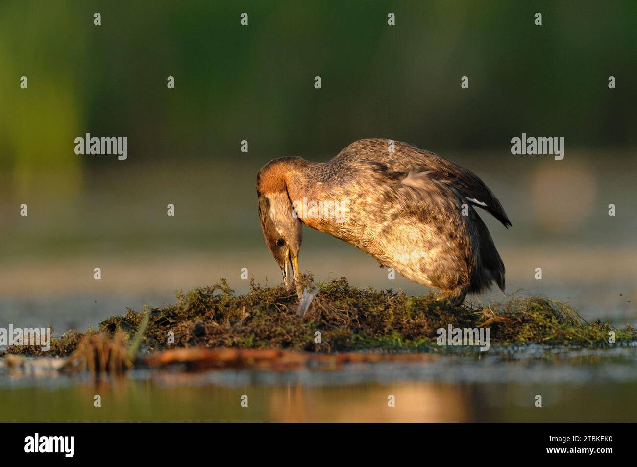 Rothals-Weibchen bauen ein Nest auf dem Wasser eines Sees Stockfoto