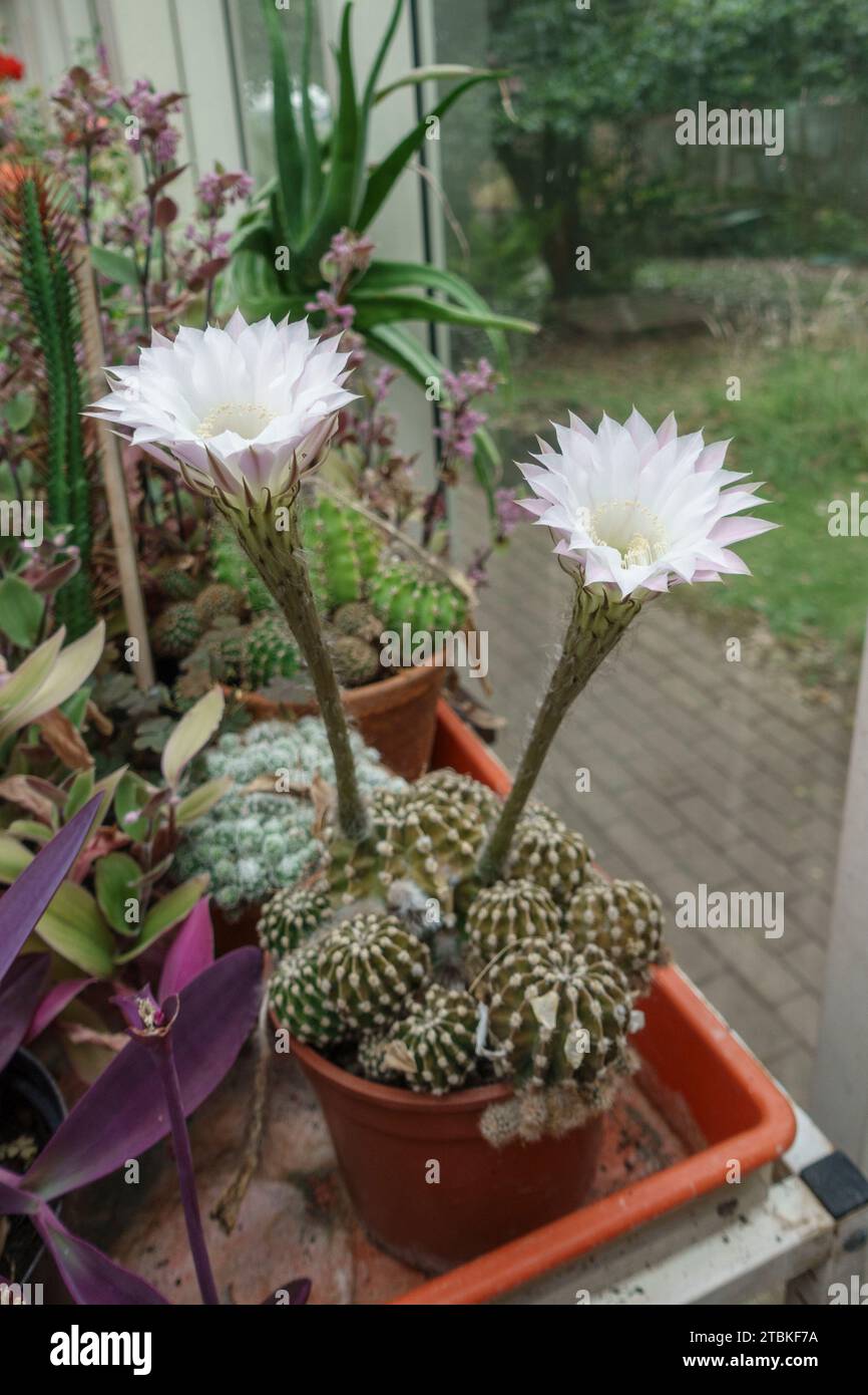 Ein blühender Echinopsis oxygona, Eyries Cactus, Easter Lily Cactus oder Seeigel Cactus vin a UK Greenhouse. Stockfoto