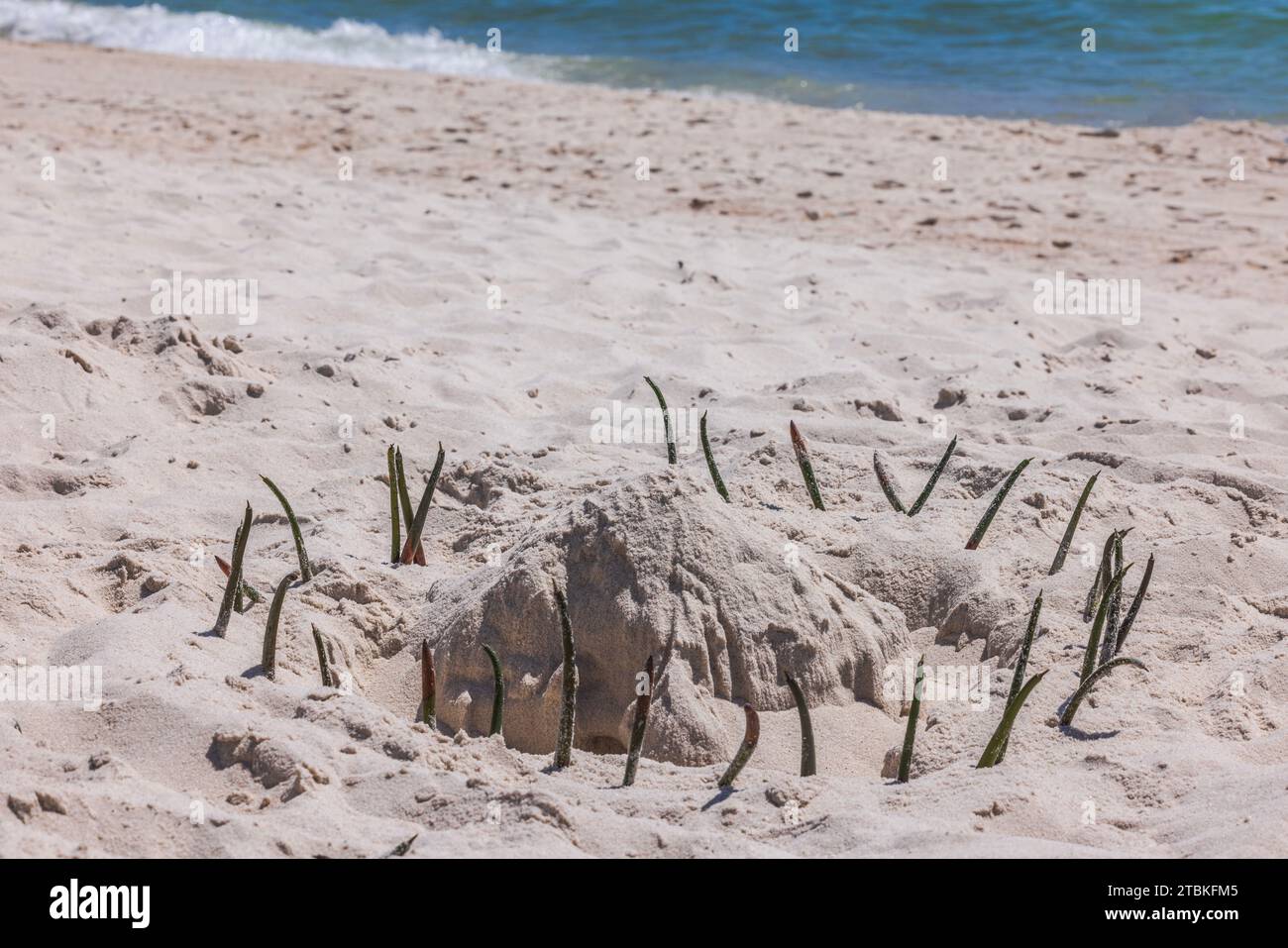 Wunderschöner Blick auf die bezaubernde Anordnung von Sand und Meerespflanzen am Strand an der Küste. Sonnenurlaub und Tourismuskonzept. Miami Beach. USA. Stockfoto