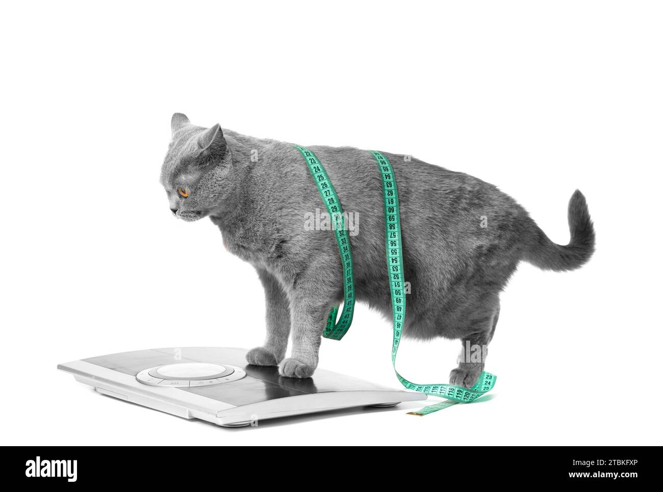 Eine britische Kurzhaar-blaue Katze steht auf einer Skala auf weißem Hintergrund, eingewickelt in ein Maßband. Konzept der Gewichtskontrolle, Gewichtsabnahme, Diät. Stockfoto