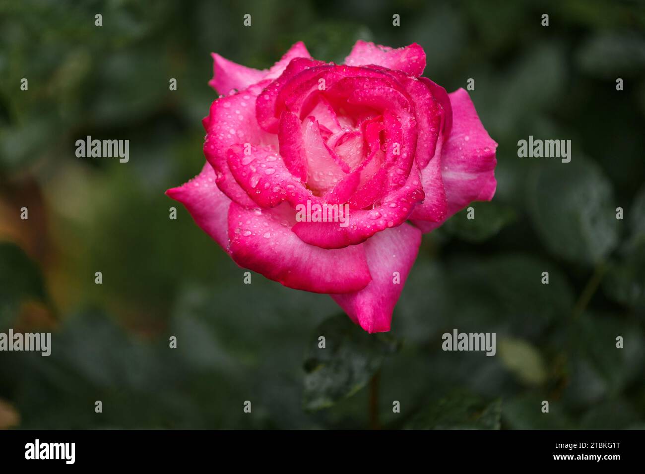 Blühende hellrosa Rose in Regentropfen, floraler Hintergrund Stockfoto