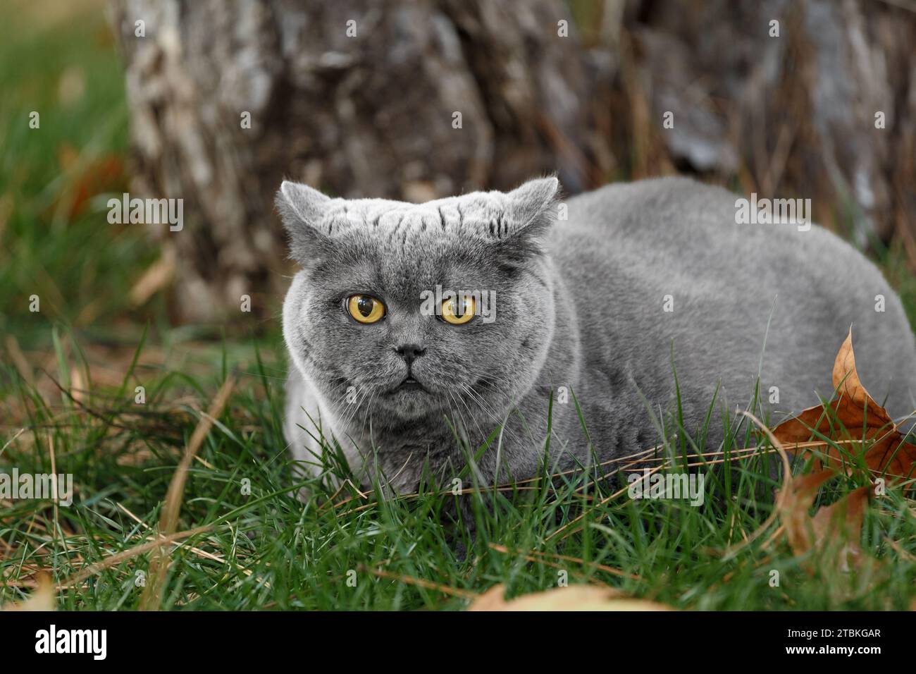 Eine fette britische Katze mit großen gelben Augen liegt auf grünem Gras mit gefallenen Blättern im Park. Fettleibige graue schottische Katze, die draußen auf dem Rasen ruht. Stockfoto