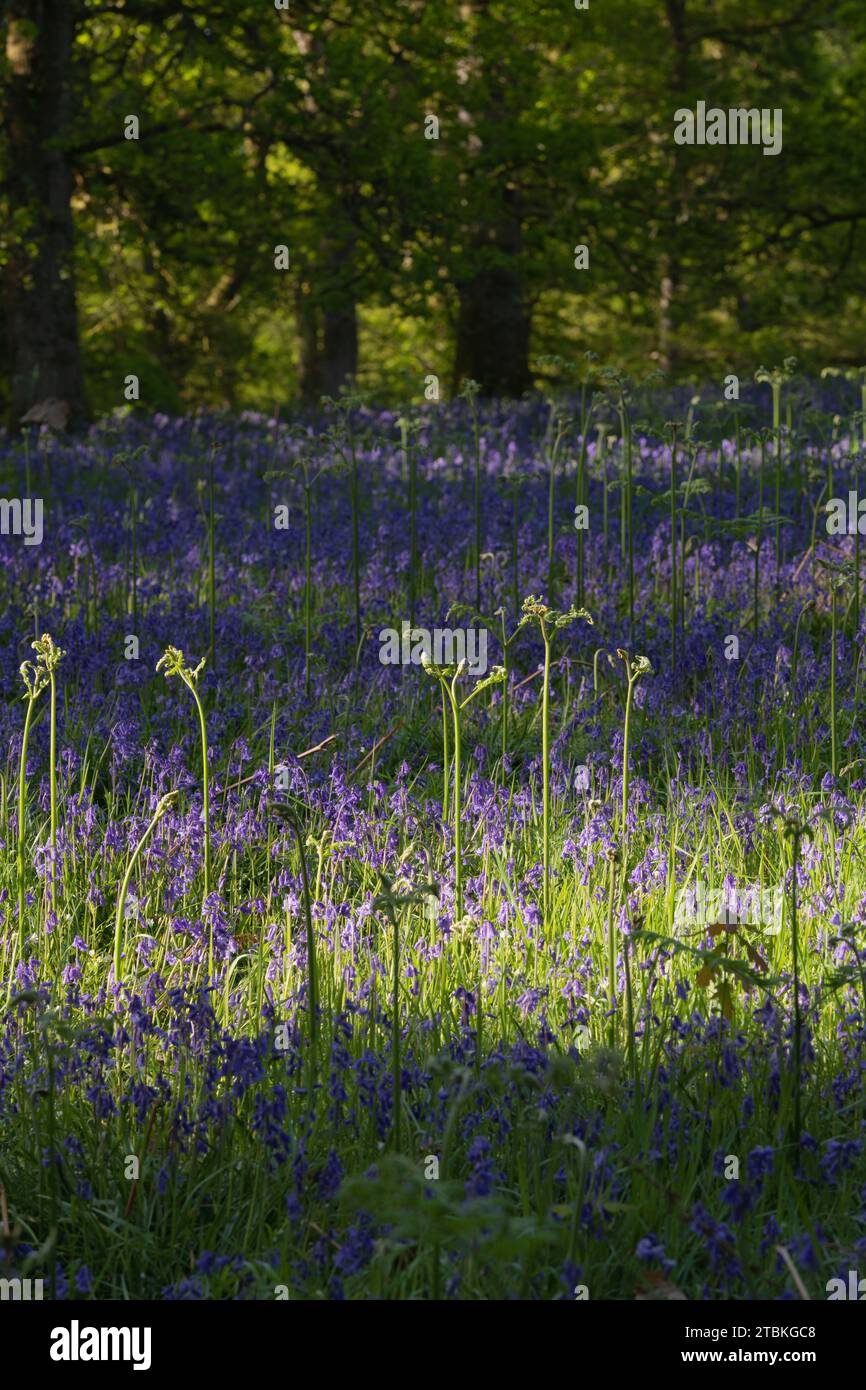 Ein neues Wachstum von Ferns im Frühling, das durch die Bluebells (Hyacinthoides non-scripta) im Waldgebiet von Kinclaven in Dappled Sunshine auftaucht Stockfoto