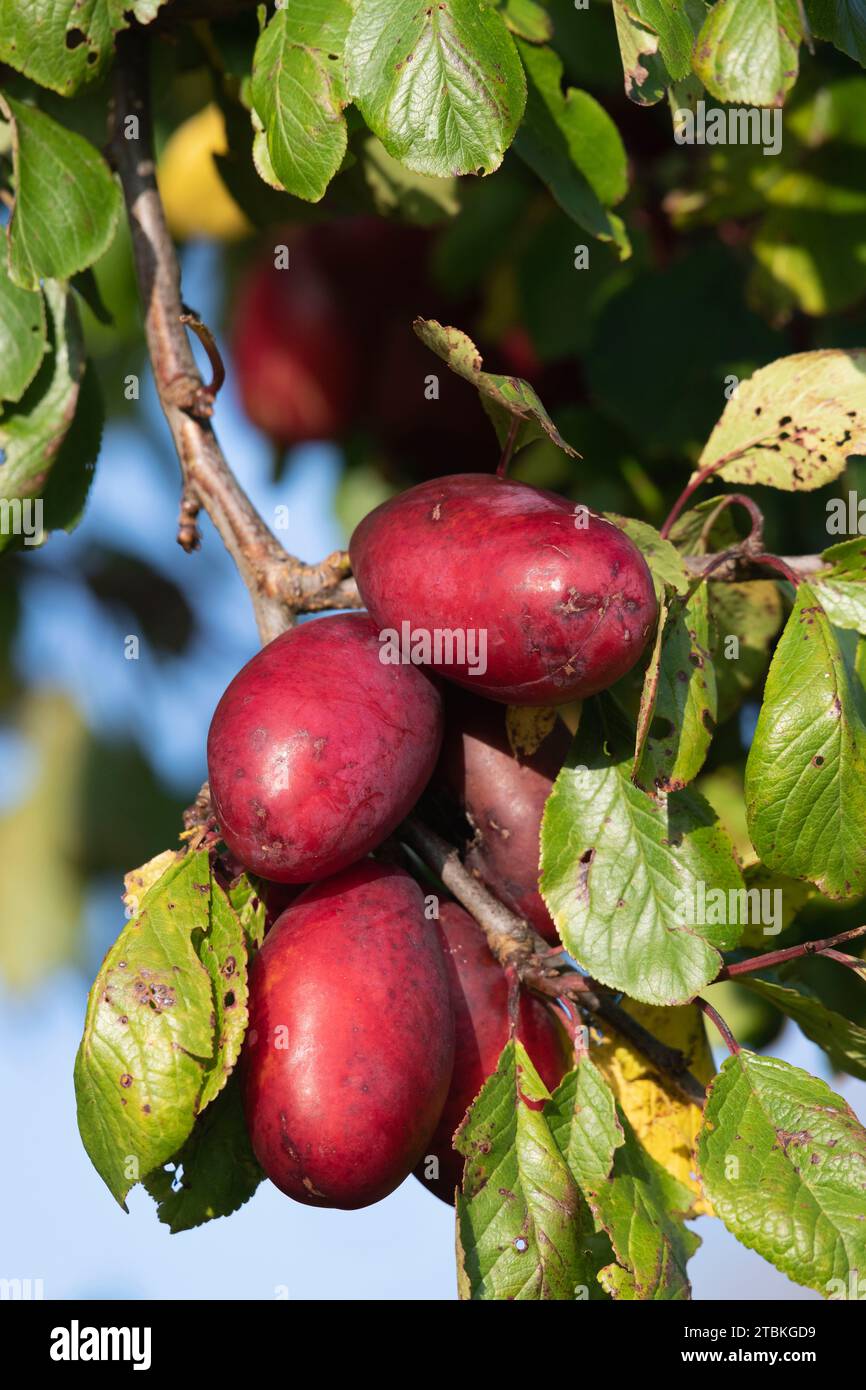 Ein Haufen reifer, leicht unreiner Pflaumen (Prunus domestica), die in einem Pflaumenbaum hängen Stockfoto