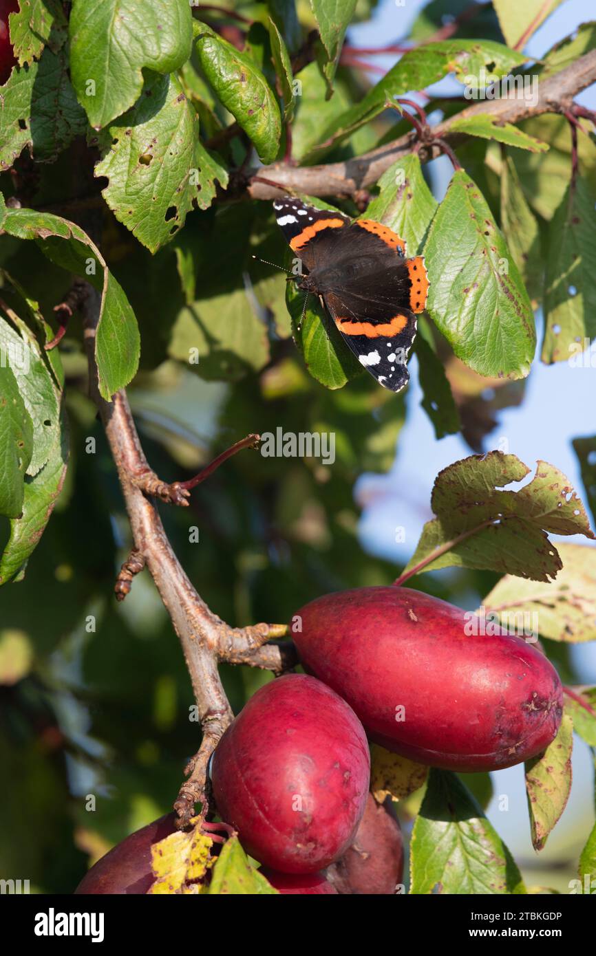 Ein roter Admiral-Schmetterling (Vanessa Atalanta), der im Herbst in Sonnenschein auf einem Blatt über Reifen Früchten in einem Pflaumenbaum (Prunus domestica) bastelt Stockfoto