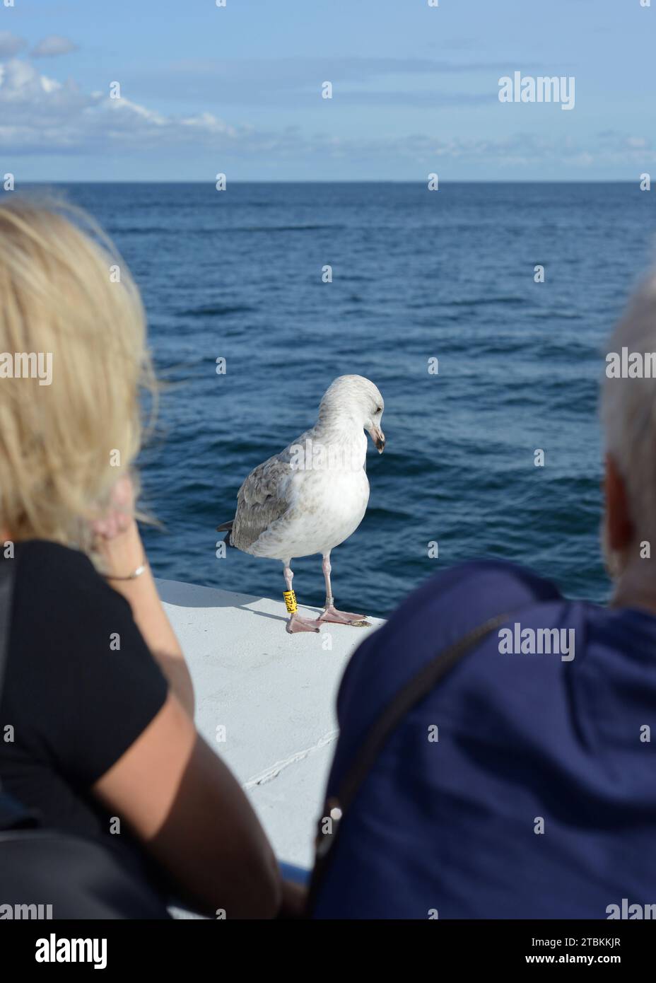 Seevögel Ostsee, markiert junge Europäische Heringsmöwe Larus argentatus und Menschen auf dem Sopot Pier, Ostsee, Polen, Europa Stockfoto