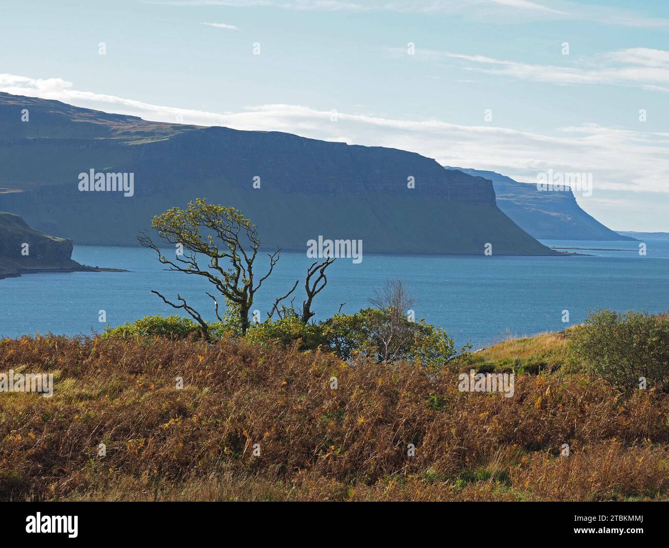 Stimmungsvolle Meereslandschaft mit ikonischen windgepeitschten, wetterbedeckten Bäumen im goldenen Nachmittagslicht an der zerklüfteten Küste der Isle of Mull, Schottland, Großbritannien Stockfoto