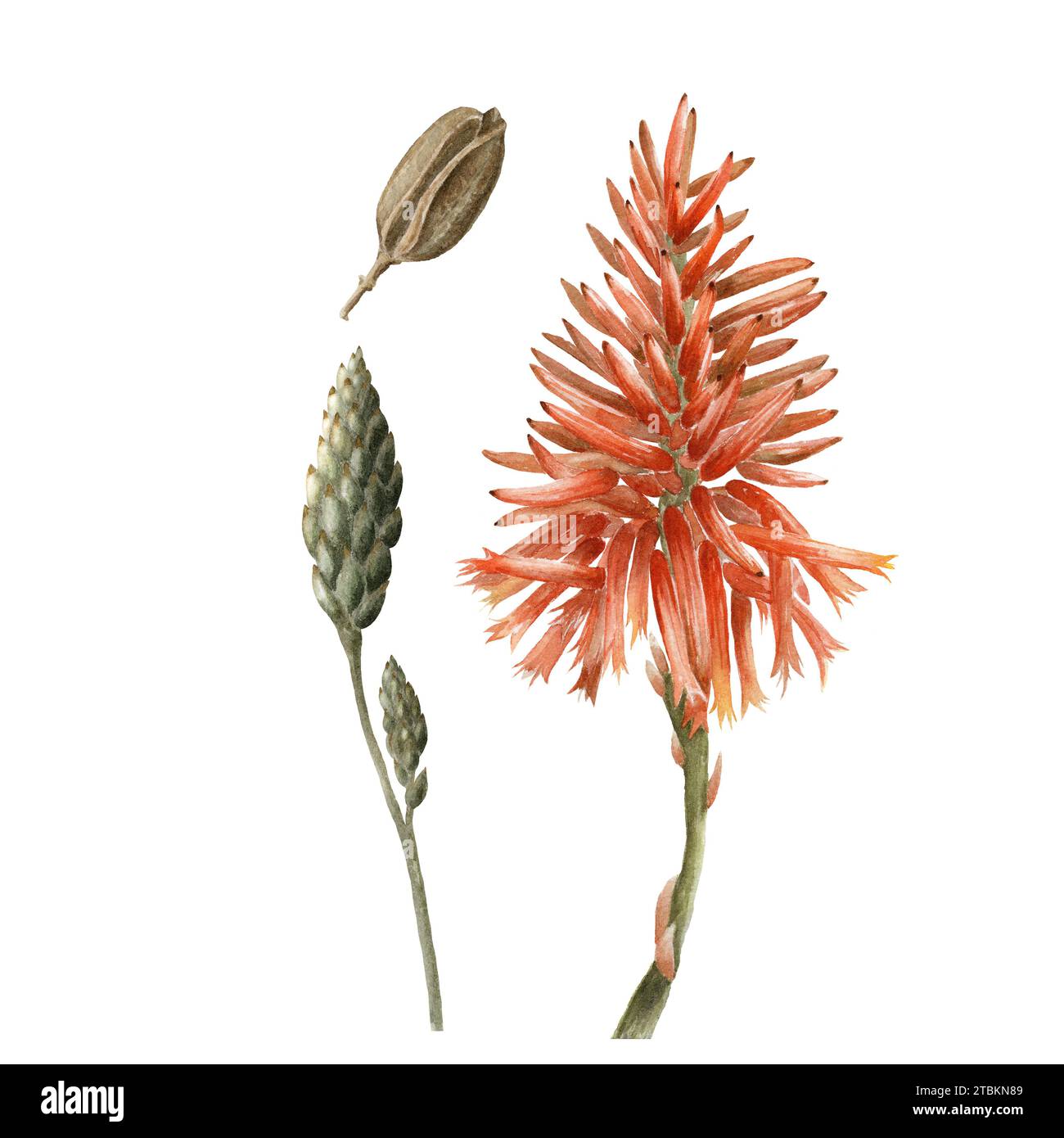 Aquarellset von Aloe-roten Blüten, Samen, Knospen isoliert auf weißem Hintergrund. botanische handgezeichnete, realistische Skizze für Karten, Verpackungen, Design, Produ Stockfoto