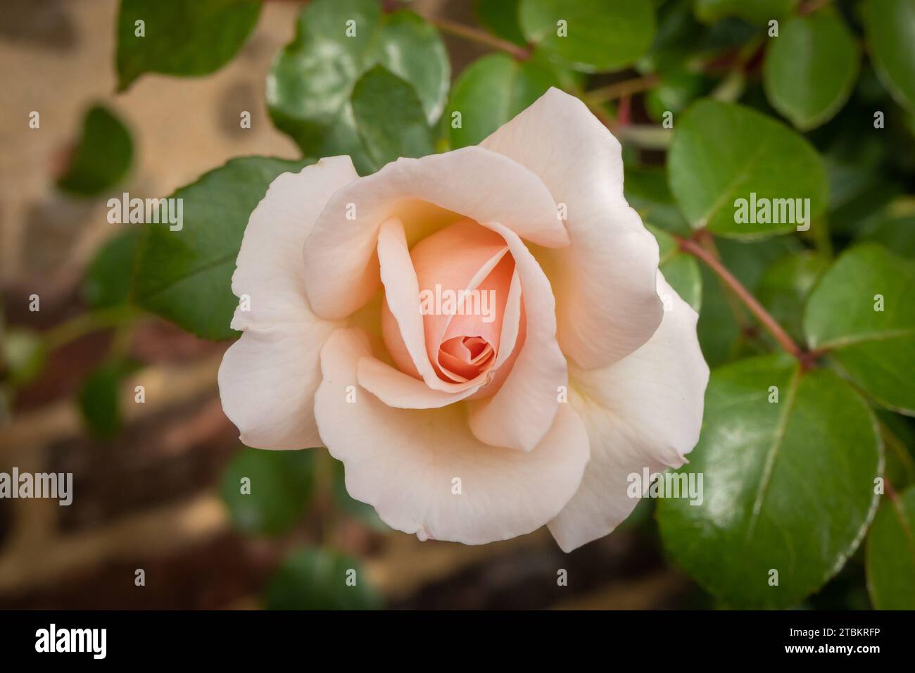 Lachsfarbene Rose im Garten Stockfoto