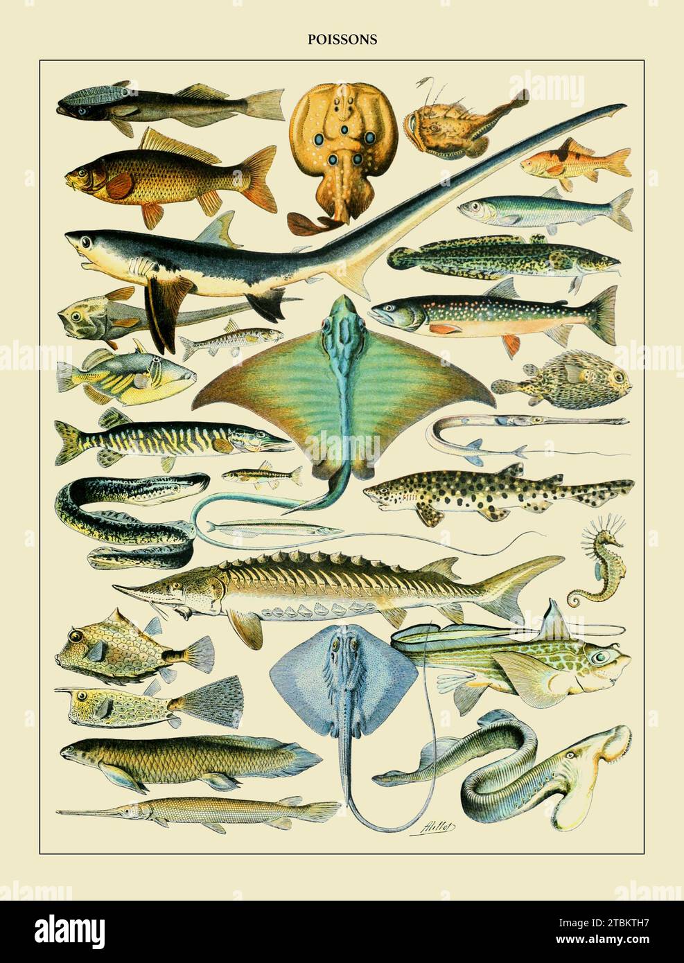 „Fisch. Art by Adolphe Philippe Millot (* 1. Mai 1857, Paris 18. Dezember 1921, auch Paris) war ein französischer Maler, Lithograph und Entomologe. Stockfoto