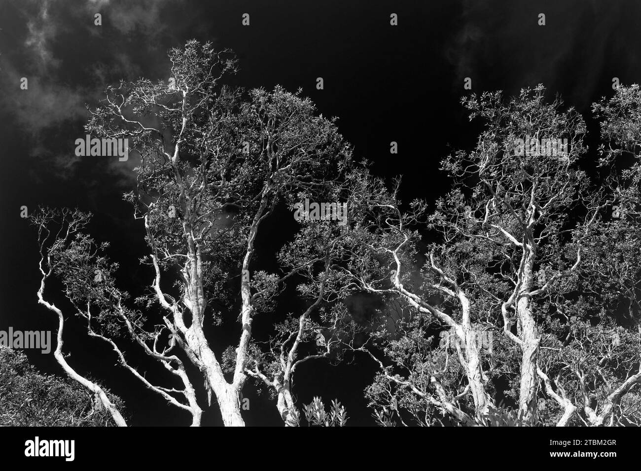 Eukalyptusbäume (Eukalyptus), Baum, Eukalyptus, Flora, schwarz-weiß, an der Ostküste, Queensland, Australien Stockfoto
