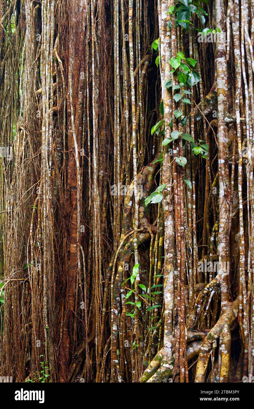 Strangler Feige (Ficus virens), tropischer Baum, Baum, Regenwald, Dschungel, Atherton tablelands, Queensland, Australien Stockfoto