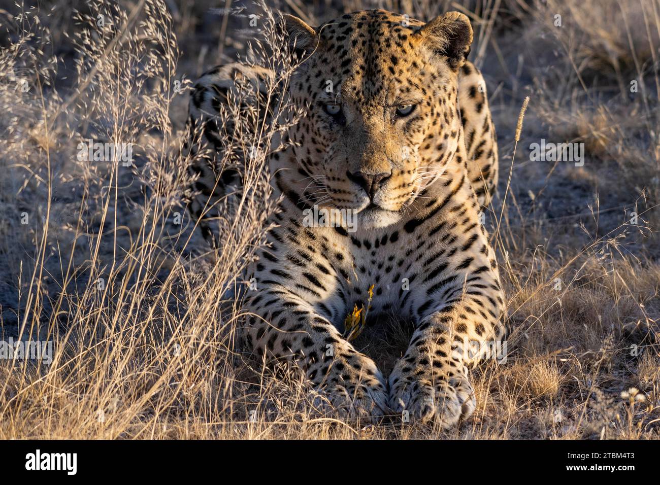 Leopard (Panthera pardus) Onguma privates Wildreservat, Etosha, Namibia Stockfoto