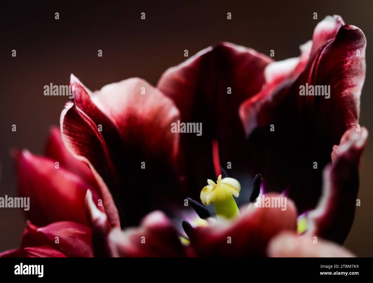 Rote Tulpen in einer Vase auf dunklem Hintergrund. Perfekt für die Grußkartenkulisse Stockfoto