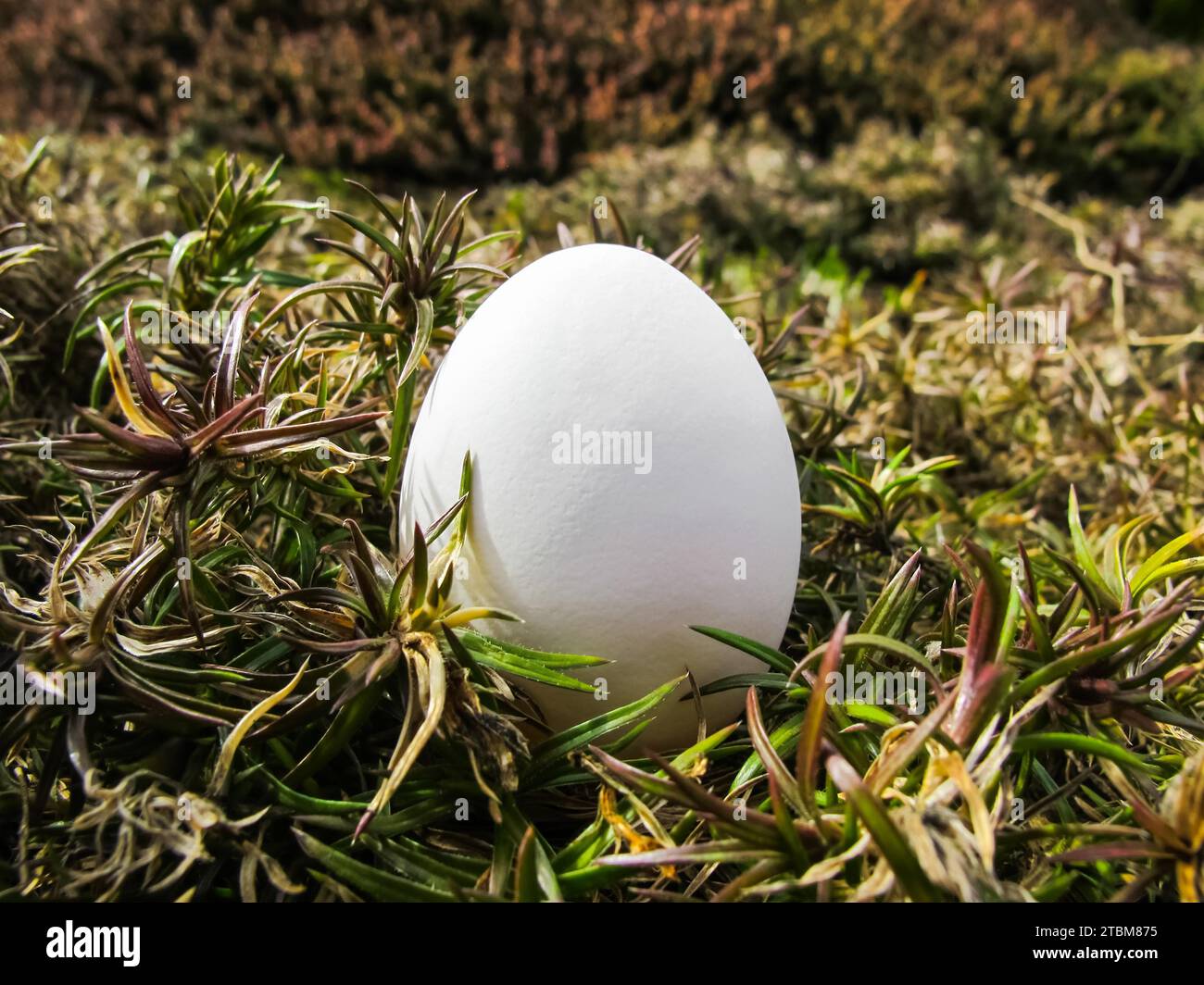 Weiße Eier unter den Pflanzen im Garten im Frühjahr Stockfoto
