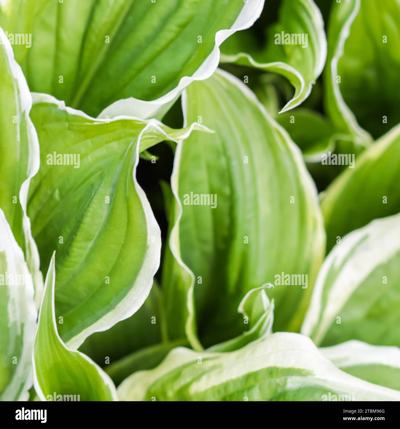 Natürlicher Hintergrund. Hosta (Funkia) im Garten. Grüne Blätter mit weißem Rand Stockfoto