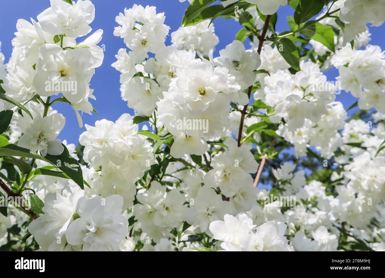 Jasmin Blumen im Garten. Nahaufnahme der Zweige mit weißen Blüten vor blauem Himmel Stockfoto