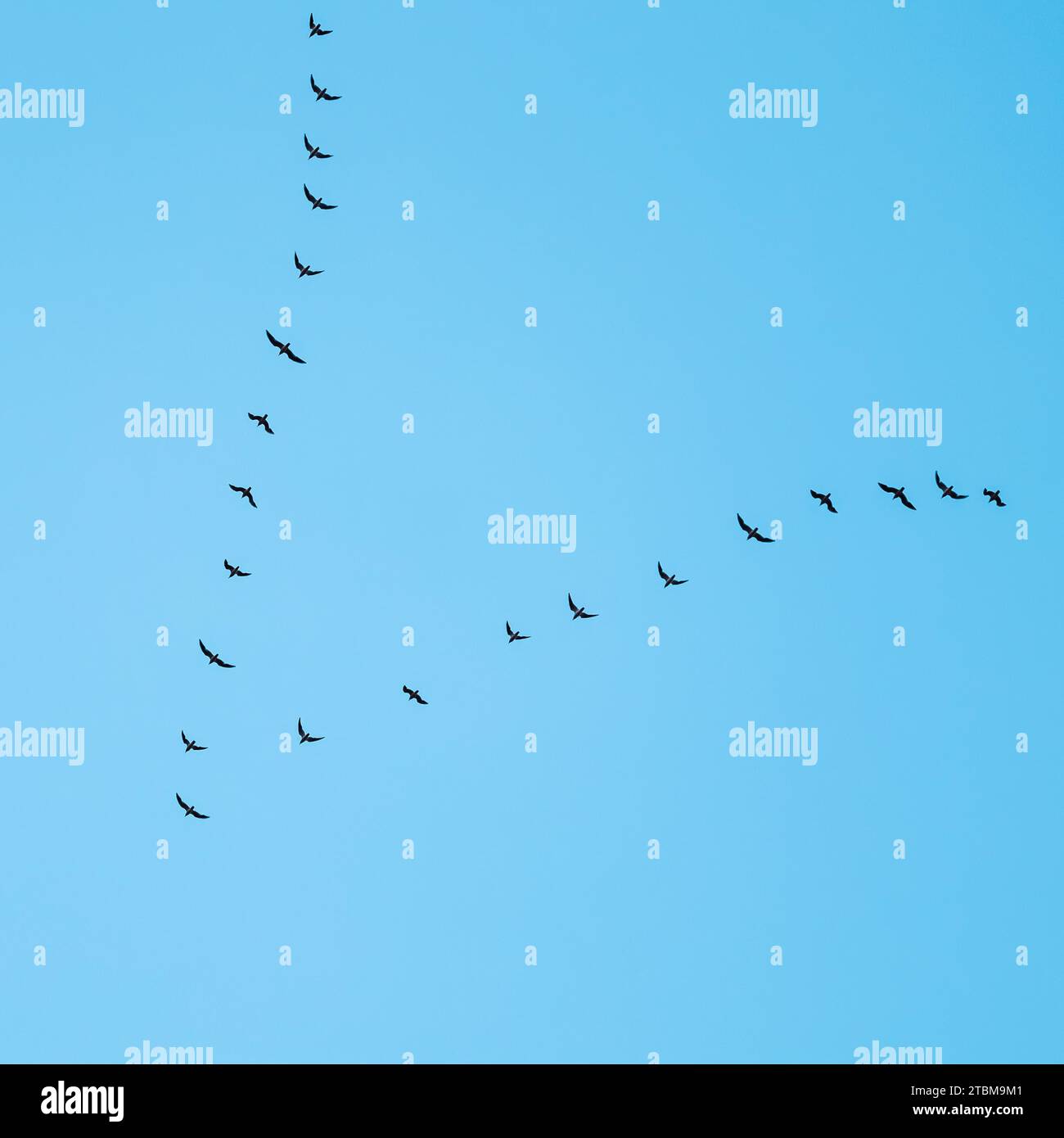 Schar wilder Vögel, die in einem Keil gegen den blauen Himmel fliegen. Das Konzept der Vogelwanderung Stockfoto