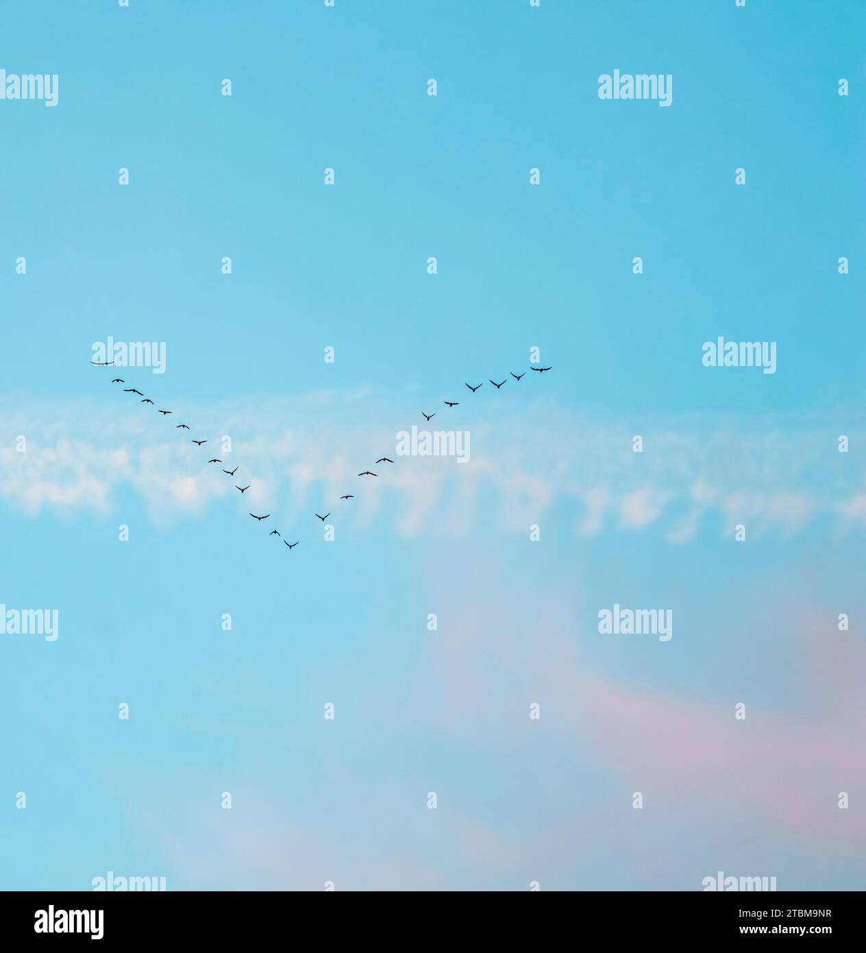 Schar von Wildvögeln fliegen in einem Keil gegen den blauen Himmel mit weißen und rosa Wolken im Sonnenuntergang das Konzept der Vogelzug Stockfoto