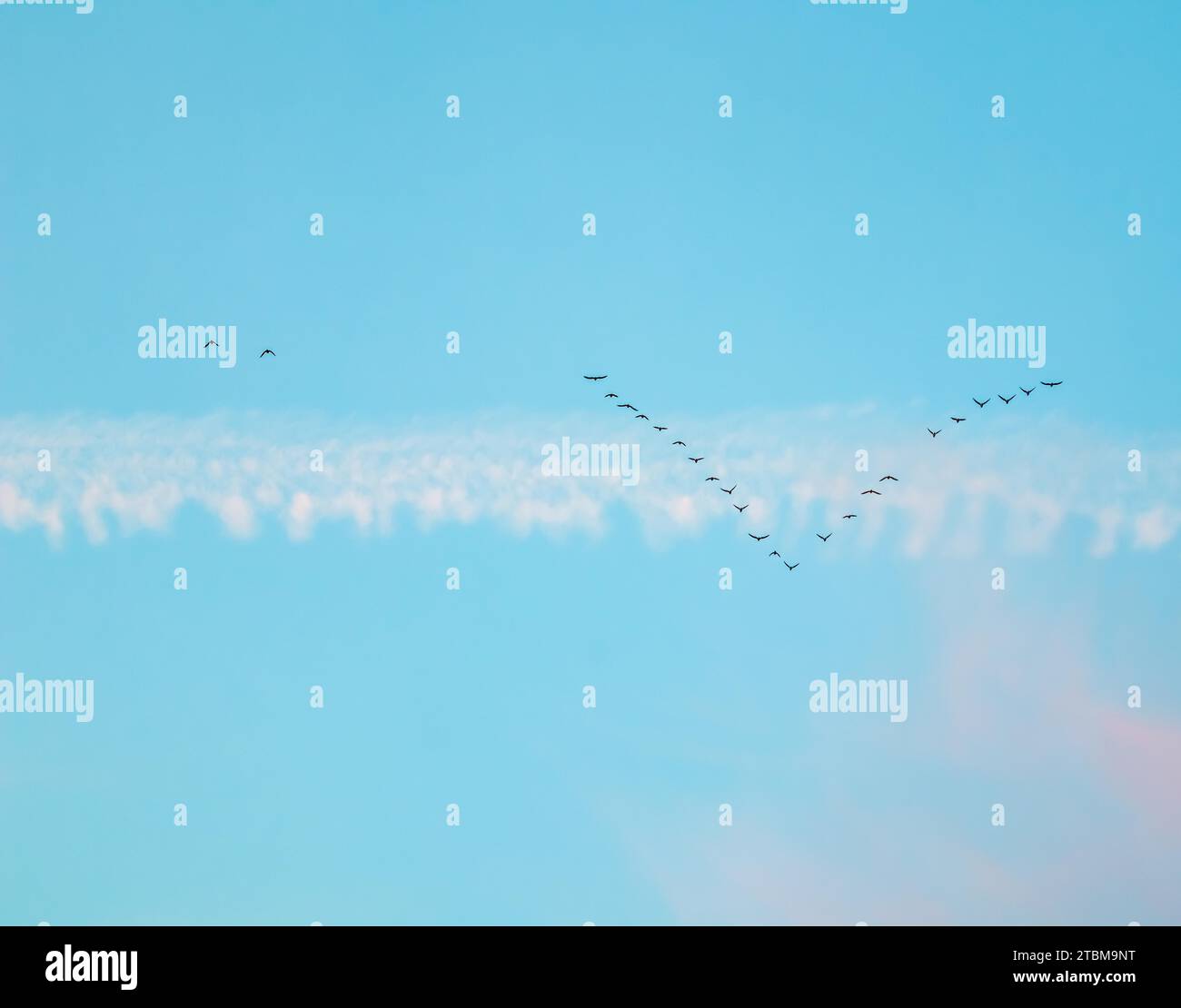 Schar von Wildvögeln fliegen in einem Keil gegen den blauen Himmel mit weißen und rosa Wolken im Sonnenuntergang das Konzept der Vogelzug Stockfoto
