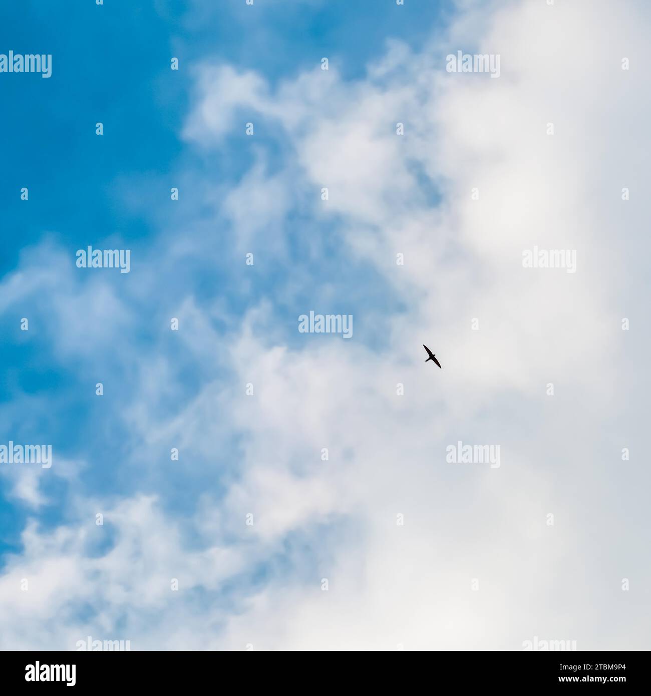 Hintergrund des blauen Himmels mit weißen Wolken und fliegenden Wildvögeln Stockfoto