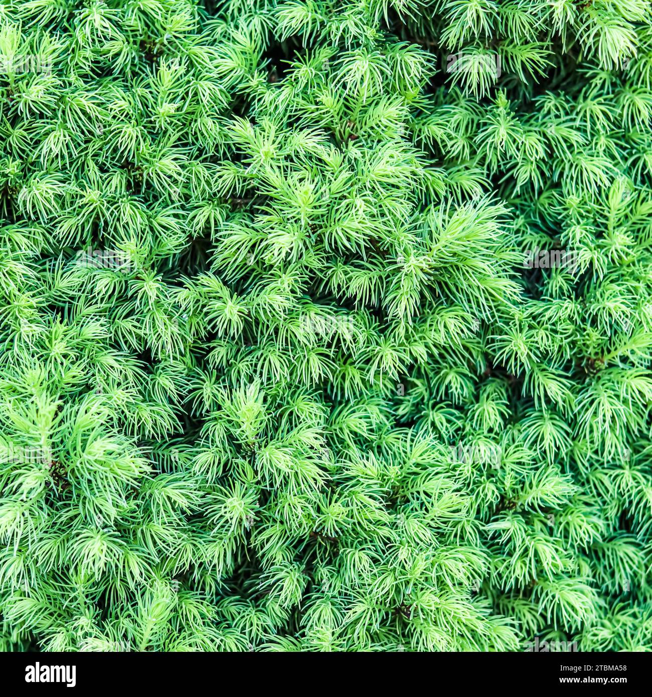 Hintergrund von Triebe kanadische Fichte (Picea) glauca Conica im Frühjahr. Weiße Fichte. Dekorativer, immergrüner Nadelbaum Stockfoto