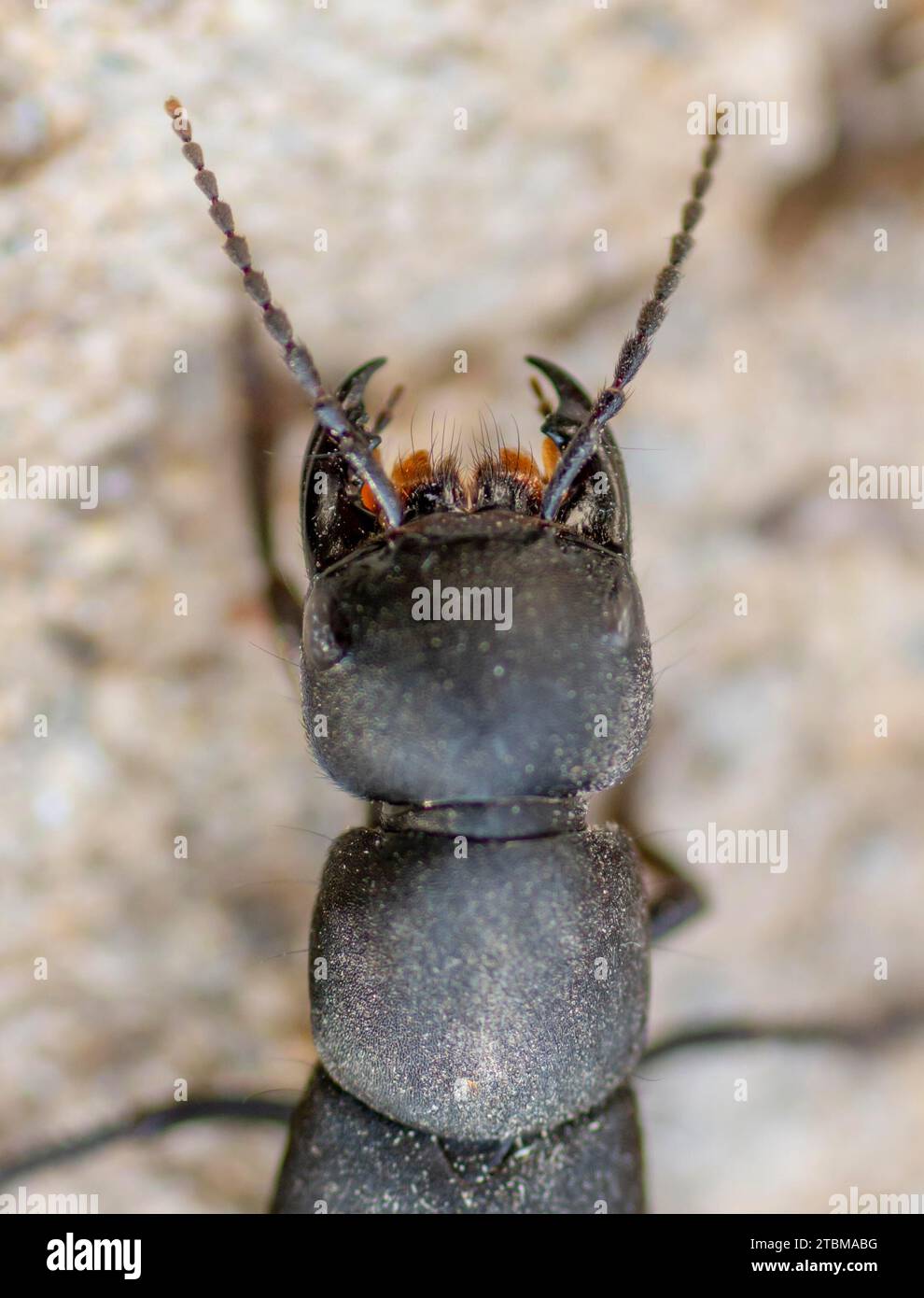 Teufelskäfer (Ocypus olens Stockfotografie - Alamy