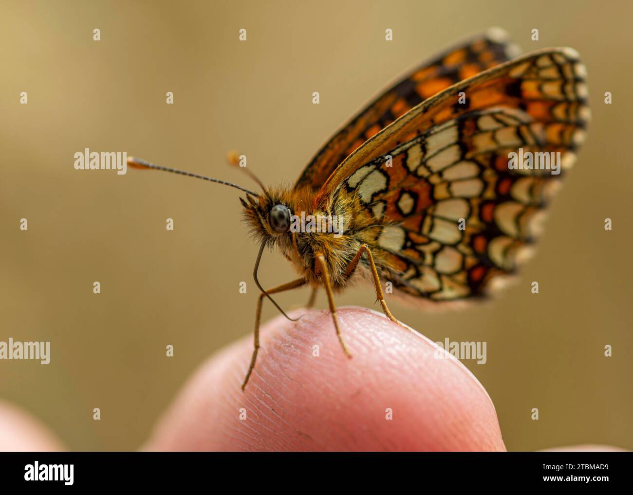 Die Königin (Issoria Lathonia) von Spanien Fritillary., Schmetterling der Familie Nymphalidae, auf der Fingerspitze ruhen Stockfoto