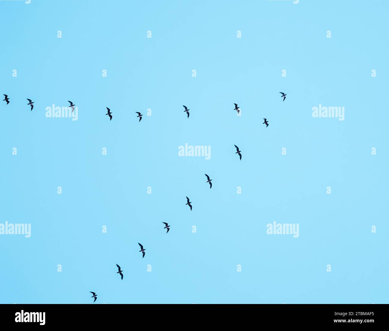 Schar wilder Vögel, die in einem Keil gegen den blauen Himmel fliegen. Das Konzept der Vogelwanderung Stockfoto