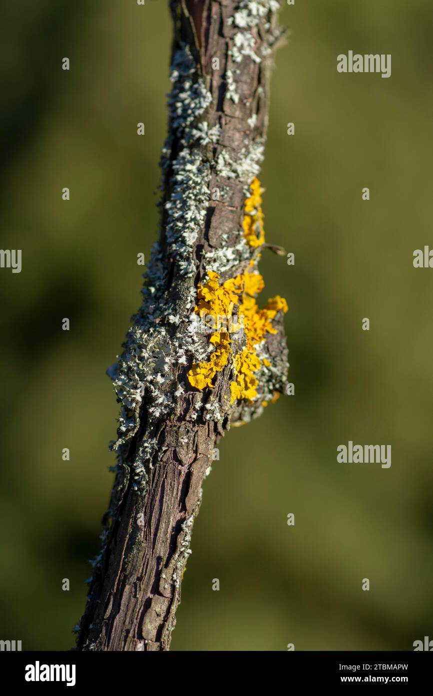 Gewöhnliche orangene Flechte, auch bekannt als gelbe Skala, maritime Sonnenflechte (Xanthoria parietina) und Küstenflechte auf dem Weinbauzweig Stockfoto