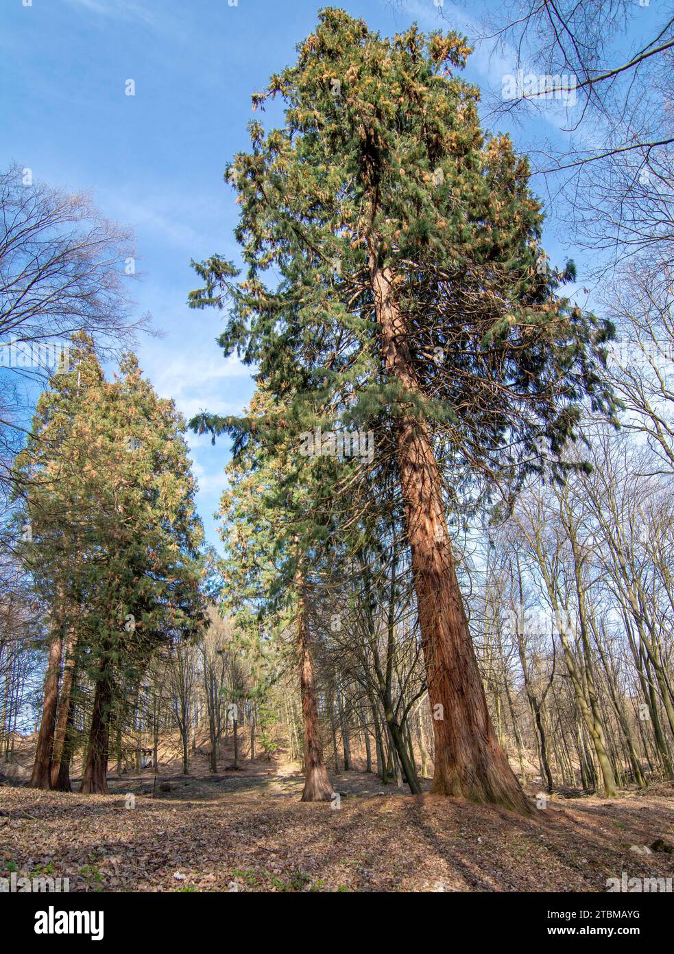 Gruppe von Riesenmammutbäumen. Sequoiadendron giganteum oder Sierraner Mammutbaum, über 100 Jahre alt Stockfoto