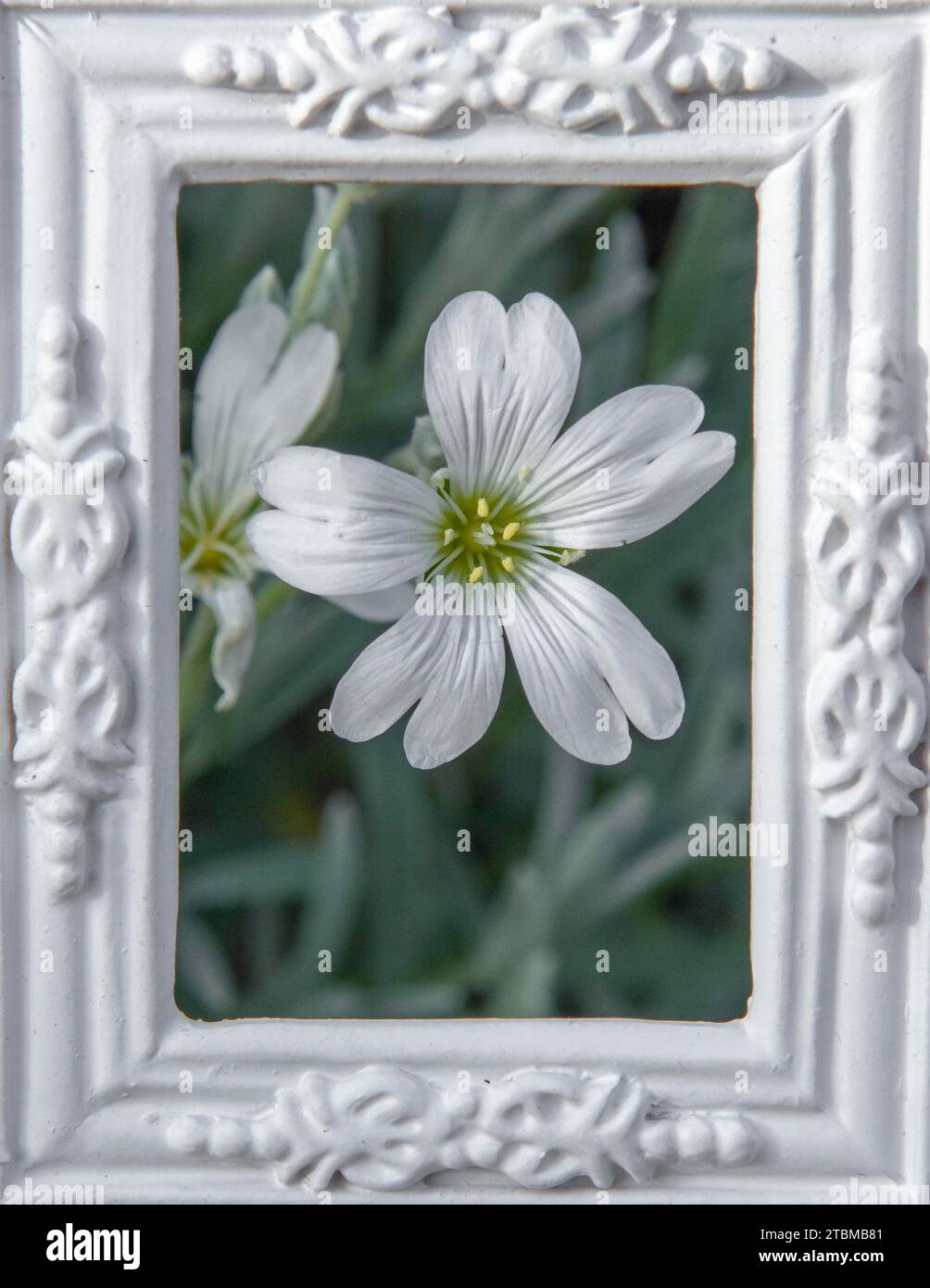 Blühende (Cerastium) tomentosum oder Schnee-im-Sommer-weiße Blüten im weißen Zierbildrahmen Stockfoto