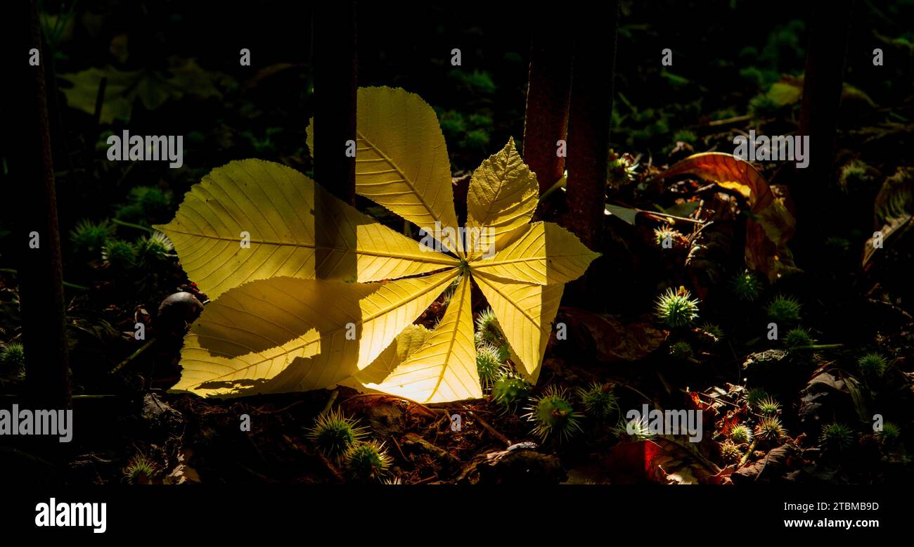 Gelbe Kastanie (Castanea sativa) Blatt im Sonnenlicht. Spanisches Kastanienlaub Stockfoto