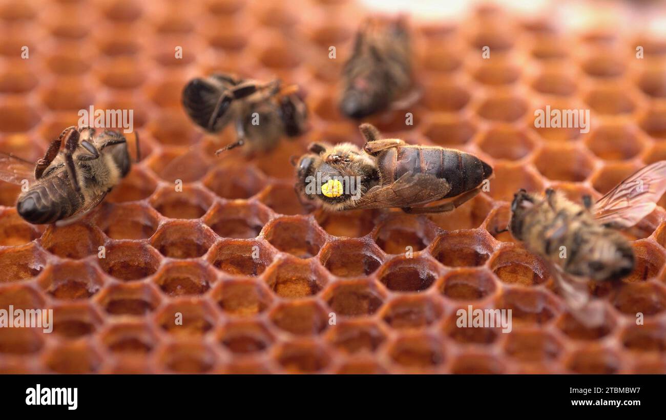 Eine tote Bienenkönigin auf einer Wabe Stockfoto