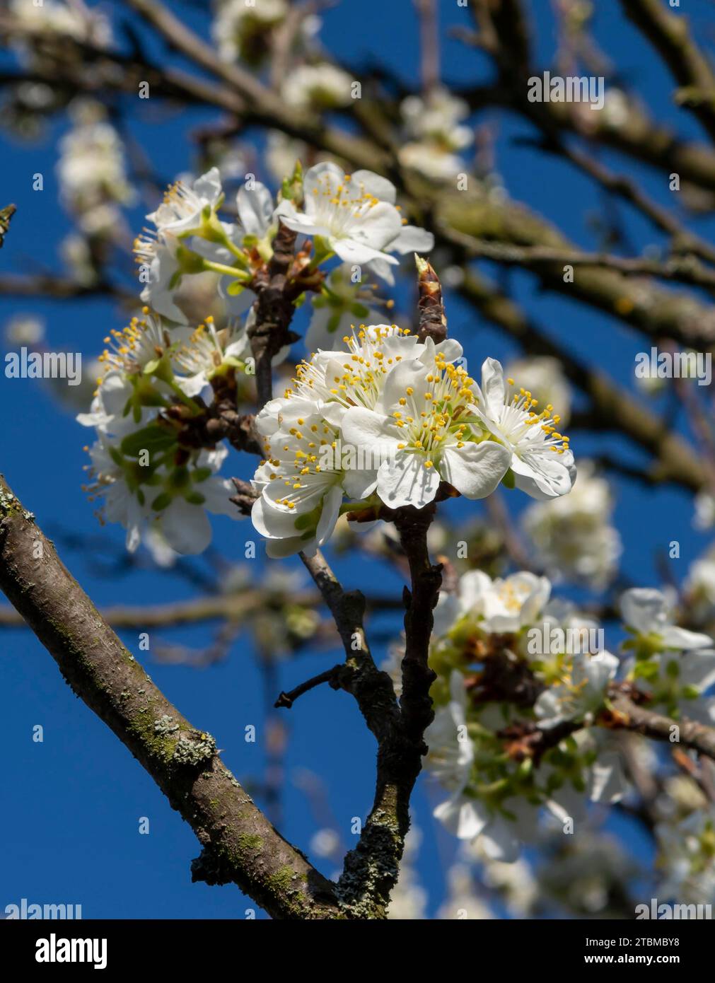 Blühender Pflaumenbaum im Frühling. Pflaumenbaum weiße Blumen im Garten Stockfoto