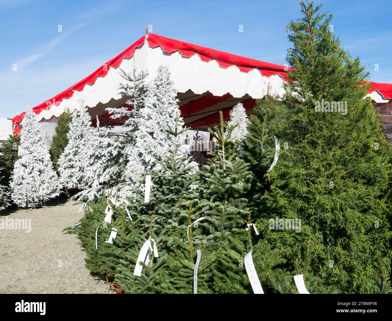 Eintritt zum Zelt auf der Christmas Tree Farm für beflockte Bäume Stockfoto
