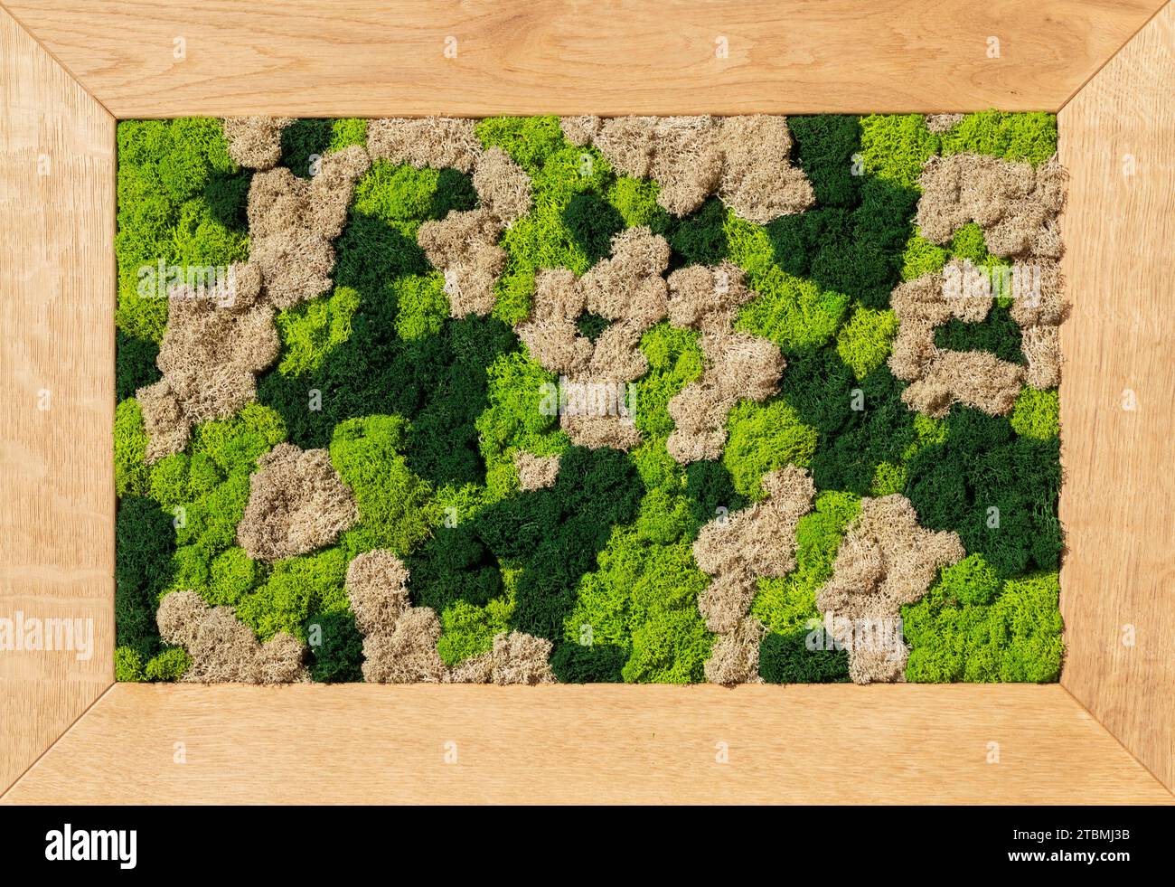 Moosbild, buntes Moos im Bilderrahmen, abstrakter Hintergrund, Grafische Elemente, Texturhintergrund, Österreich Stockfoto