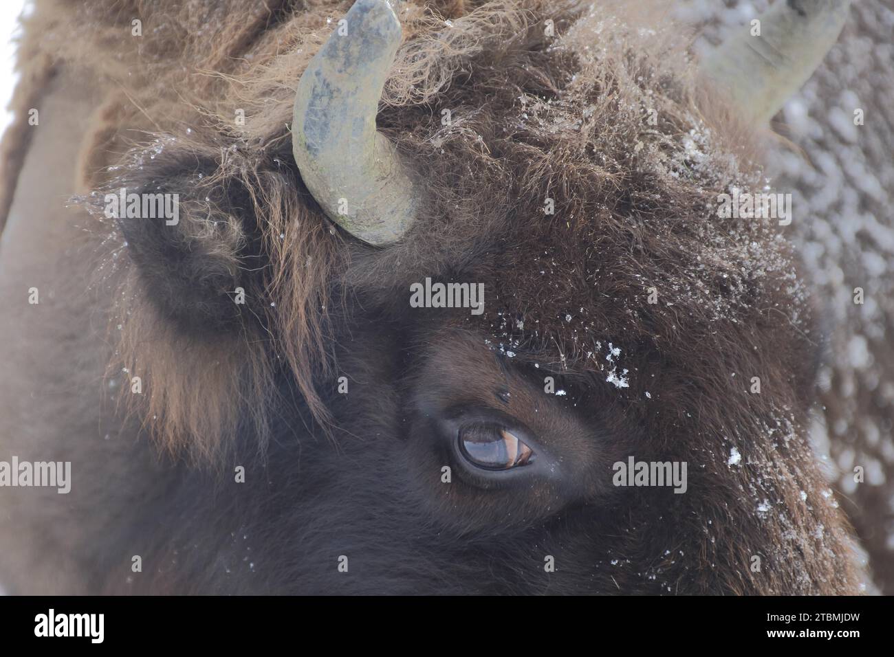 Porträt des Europäischen Bison (Bison bonasus) mit Schnee, Auge, Hörnern, Detail, Kopf, unverlierbar Stockfoto