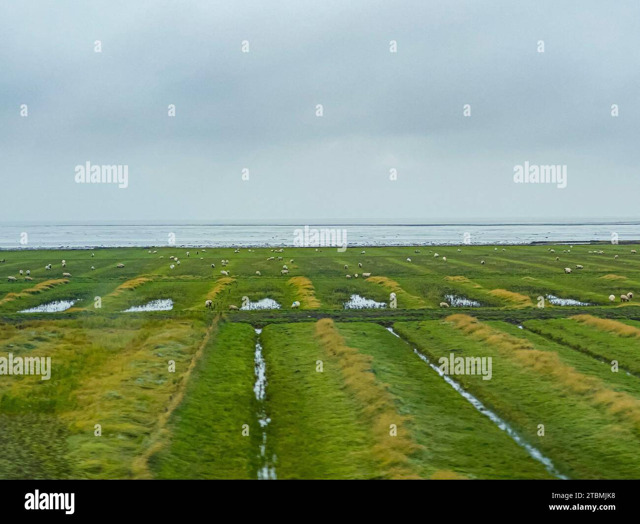 Blick vom Autozug vom Hindenburgdamm nach Friedrich-Wilhelm-Lübke-Koog mit Schafen, Nordfriesland, Schleswig-Holstein Stockfoto