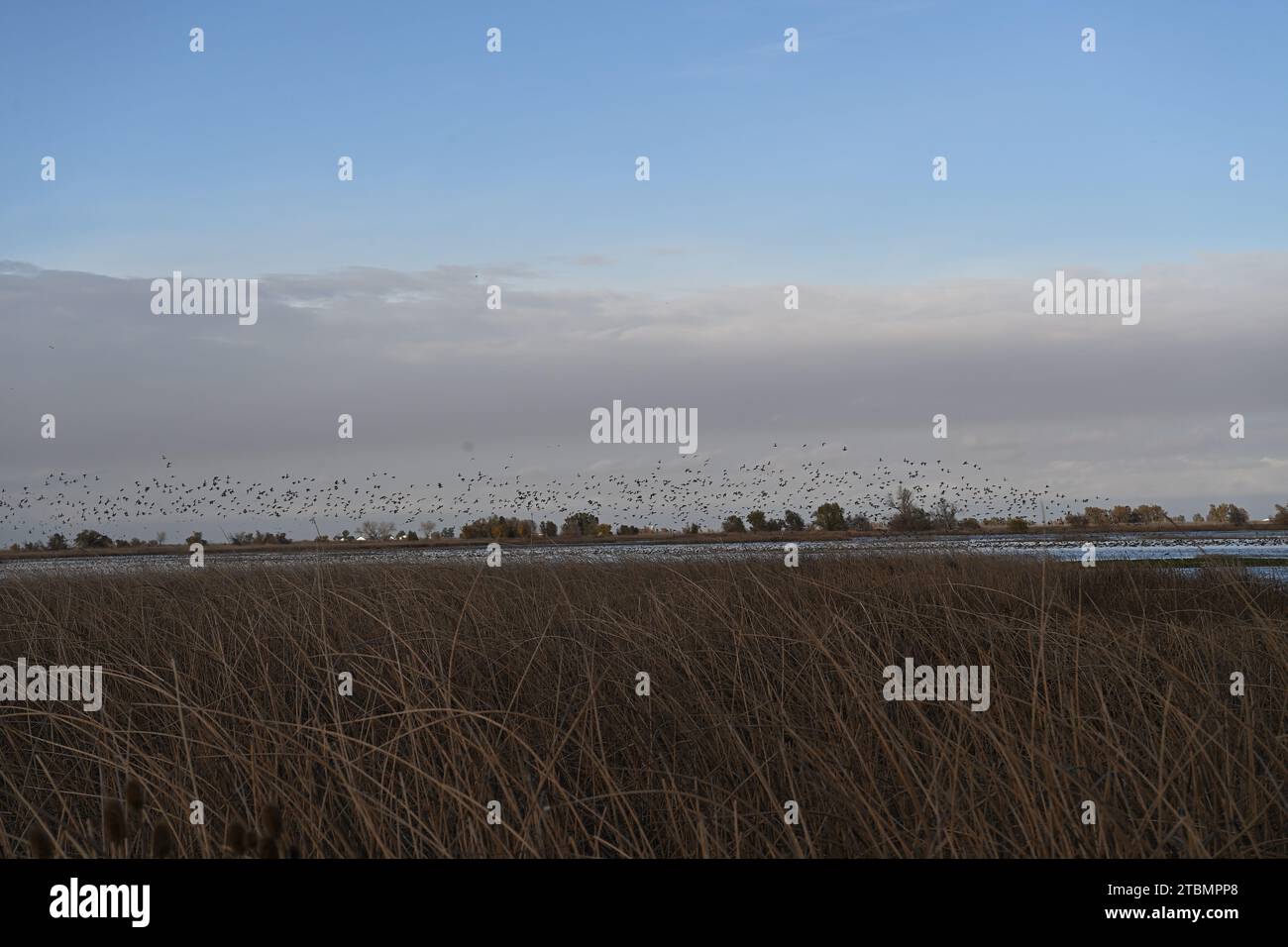 Überwinterungsvogelmigration in Sacramento NWR Stockfoto