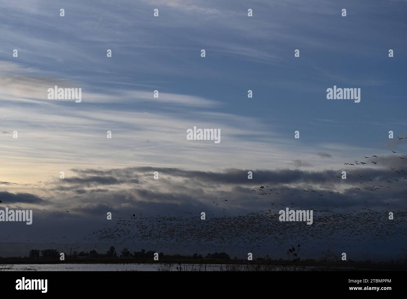 Überwinterungsvogelmigration in Sacramento NWR Stockfoto