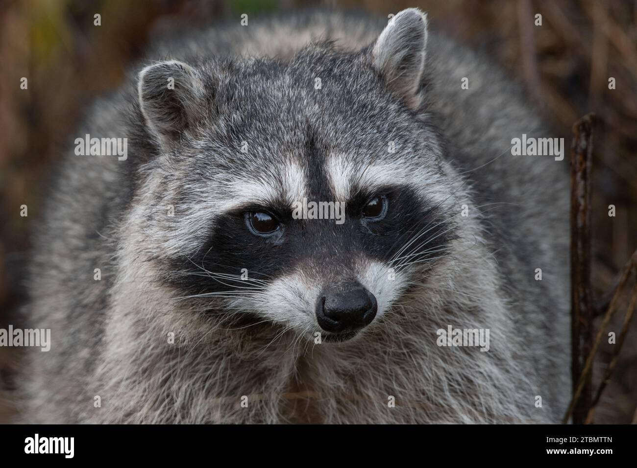 Ein großer städtischer Waschbär (Procyon lotor) aus der San Francisco Bay Area in Kalifornien, USA. Stockfoto