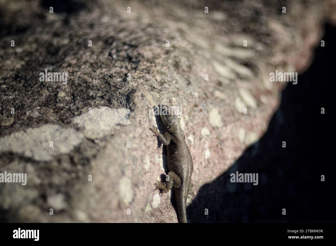 Kleiner Gemeiner Reptil Auf Dem Felsen Stockfoto
