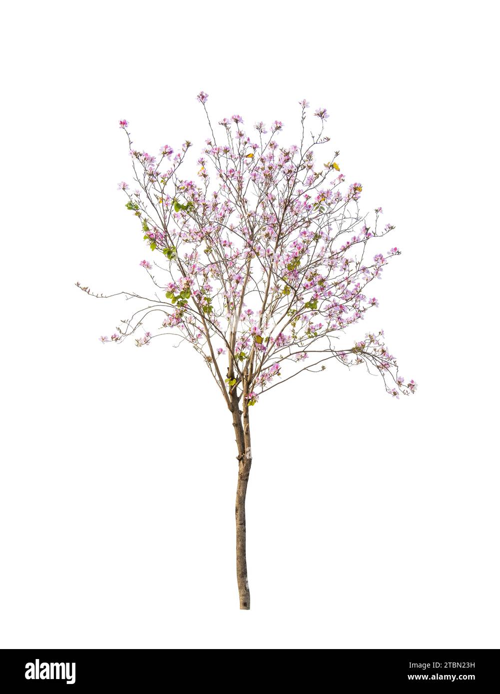 Bauhinia mit grünem Blatt isoliert auf weiß Stockfoto