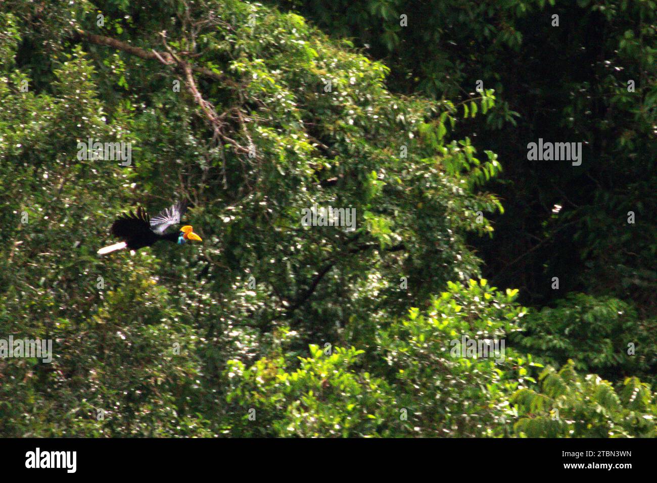 Ein Noppenhornschnabel (Rhyticeros cassidix) fliegt zwischen Bäumen in