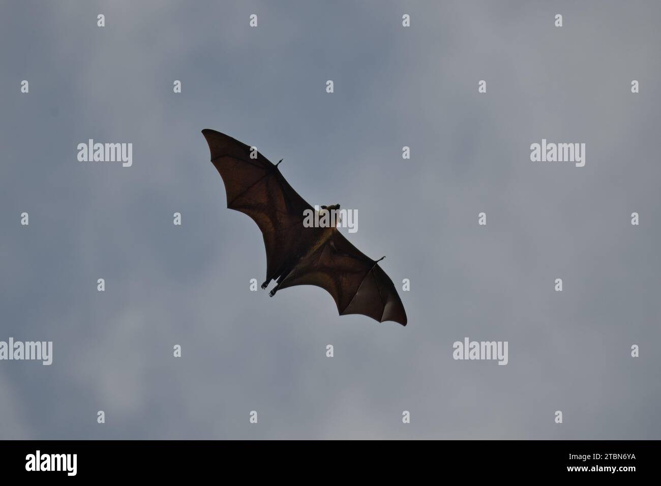 Seychellen-Obstfledermaus, Flying Fox, Mahe, Seychellen Stockfoto